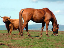 Scotland-Highlands-Glenlivet Ride